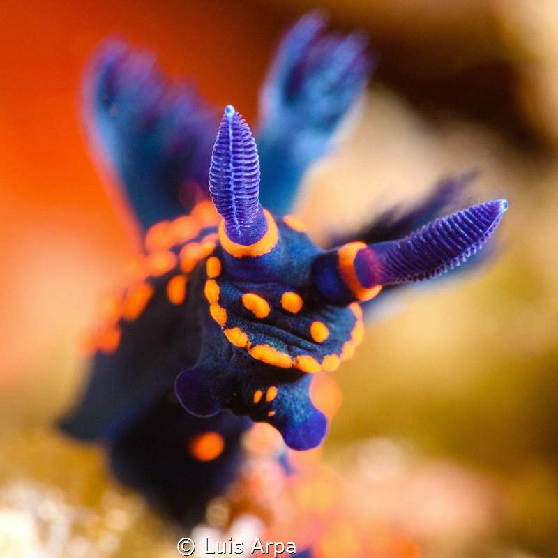 Nembrotha sp. by Luis Arpa 