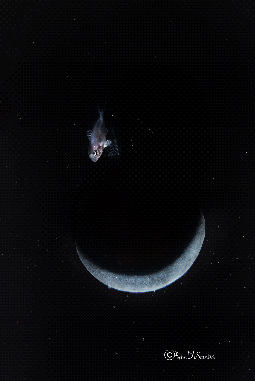 Crescent Moon by Penn De Los Santos 
