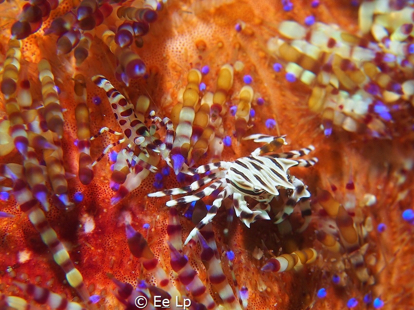 Playing tag between spikes. Periclimenes colemani (Colema... by E&e Lp 