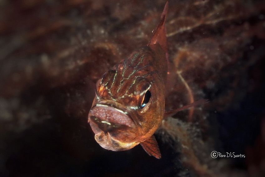 Mouth brooding cardinal fish by Penn De Los Santos 