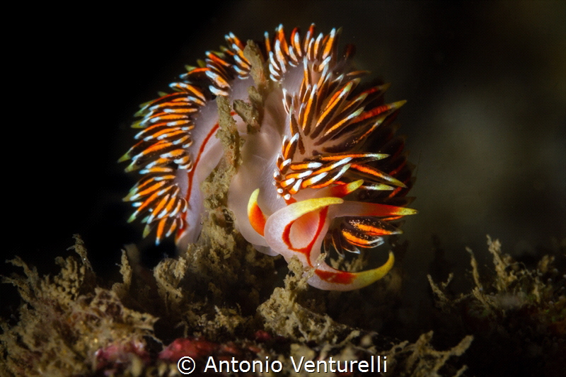 Photograph nudis in these parts of Arabic Sea is a bit mo... by Antonio Venturelli 