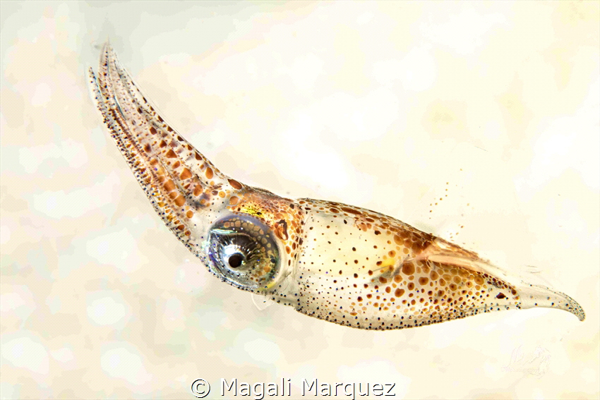 ❤❤❤Squid❤❤❤ by Magali Marquez 