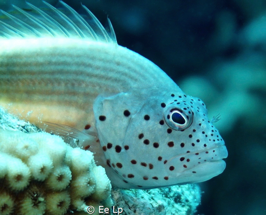 Paracirrhites forsteri (black-sided hawkfish). (f/6.3, 1/... by E&e Lp 