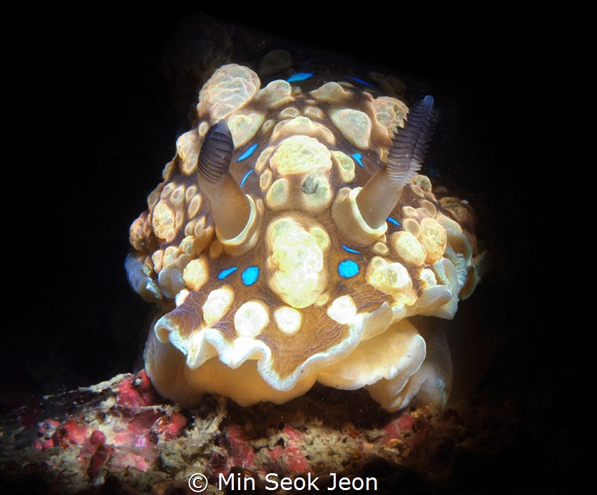 Dendrodoris denisoni by Min Seok Jeon 