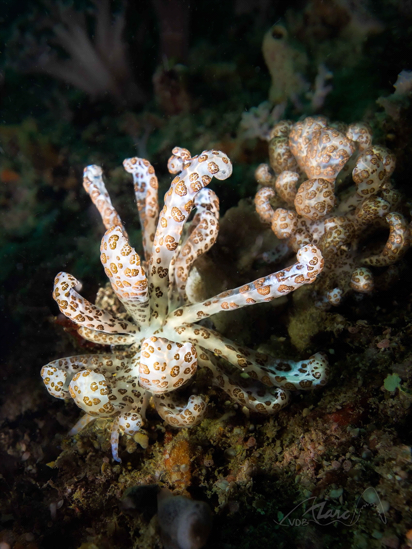 solar nudi's by Marc Van Den Broeck 