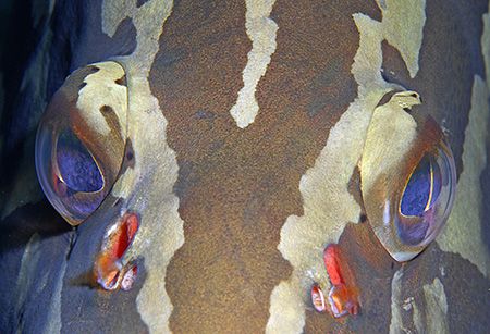 Up close and personal with a friendly Nassau Grouper. Nik... by Jim Chambers 