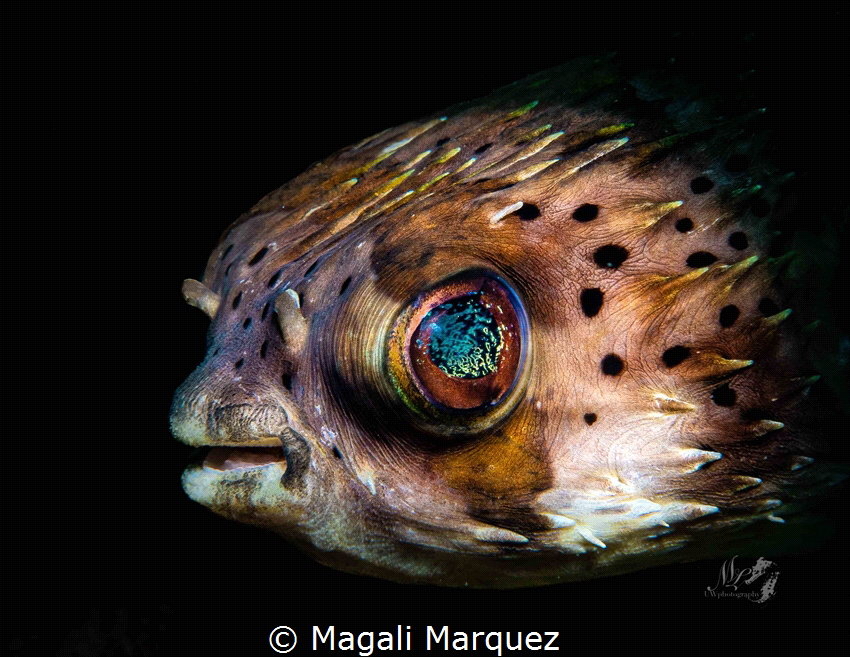 Portrait Pufferfish 
 by Magali Marquez 