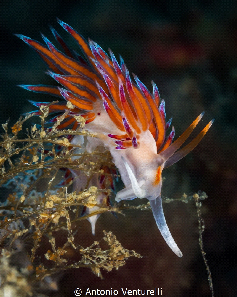 The incredible evolution of nudibranchs always surprise m... by Antonio Venturelli 
