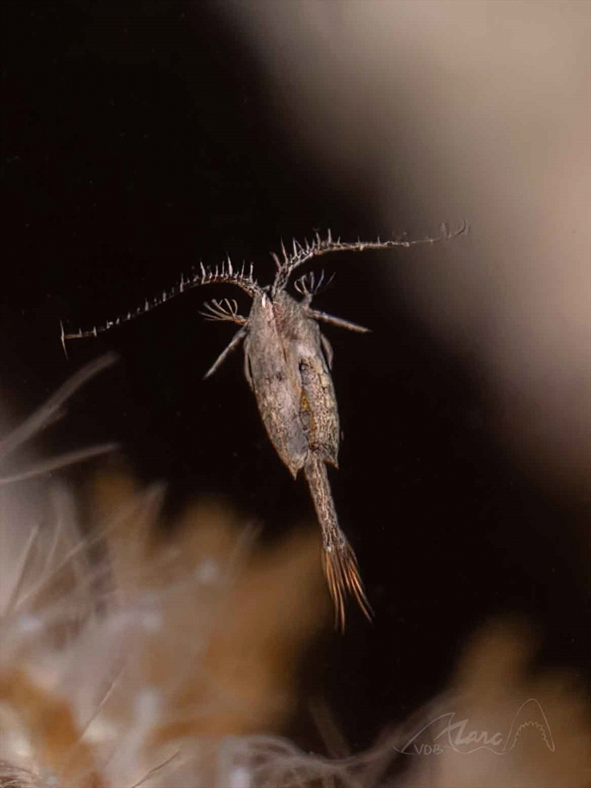 
fleas by Marc Van Den Broeck 
