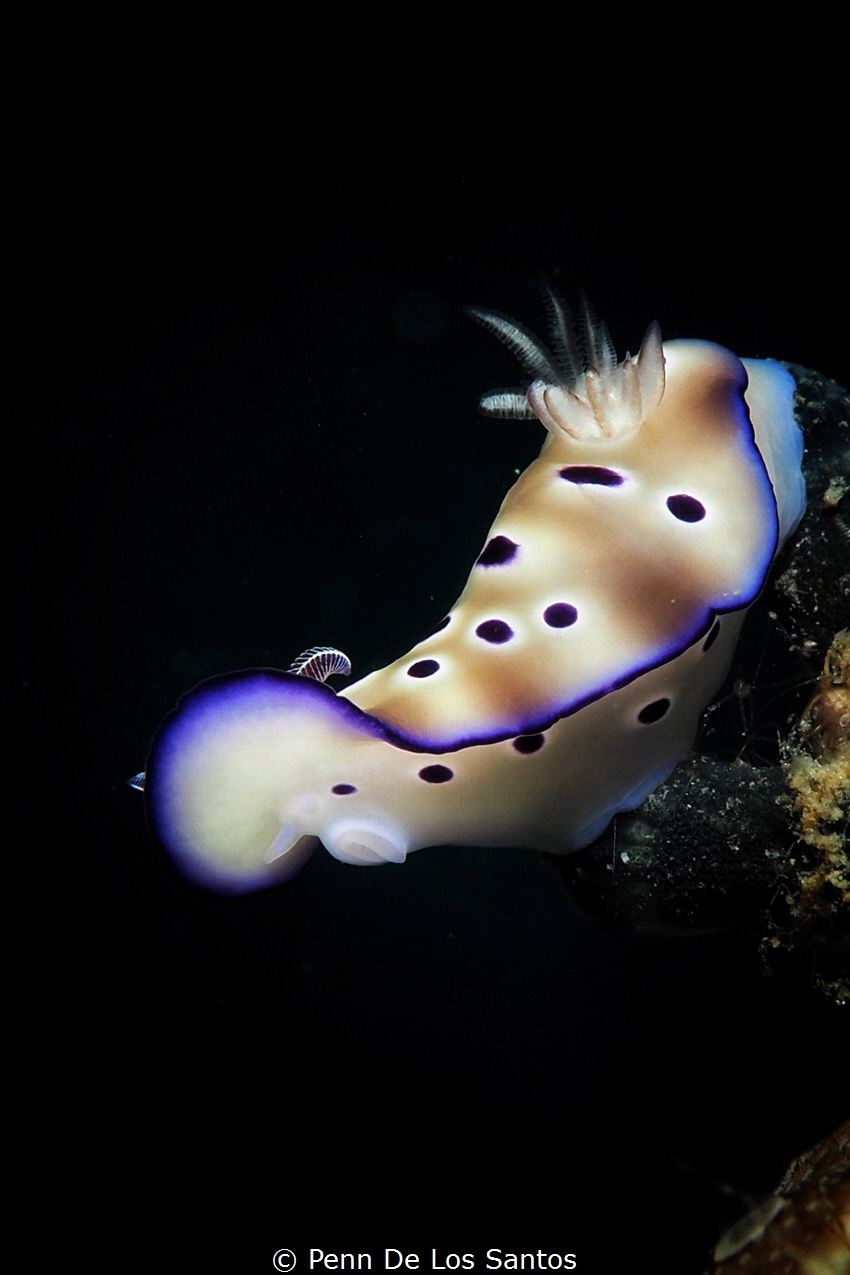 Hypselodoris tyroni by Penn De Los Santos 