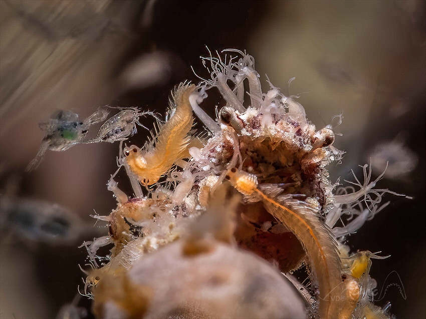 skrill around small crab by Marc Van Den Broeck 