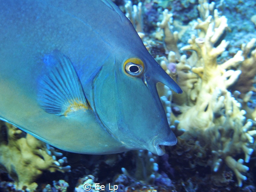 The weird face of Naso unicornis (short-nose unicornfish)... by E&e Lp 