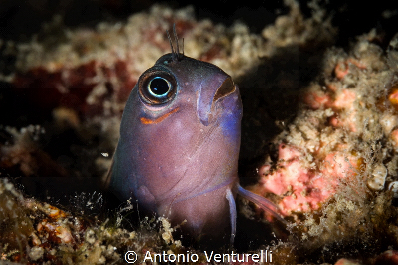 Stare long enough on a portion of the coral reef, and you... by Antonio Venturelli 