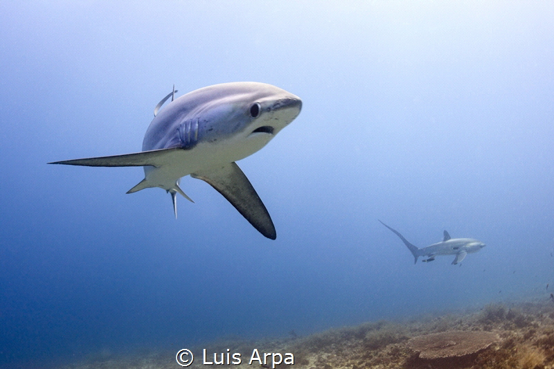 Alopias pelagicus. by Luis Arpa 