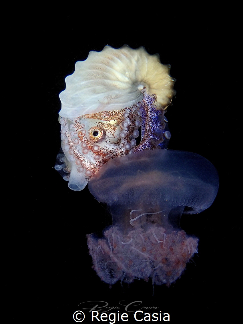 Riding on jelly by Regie Casia 