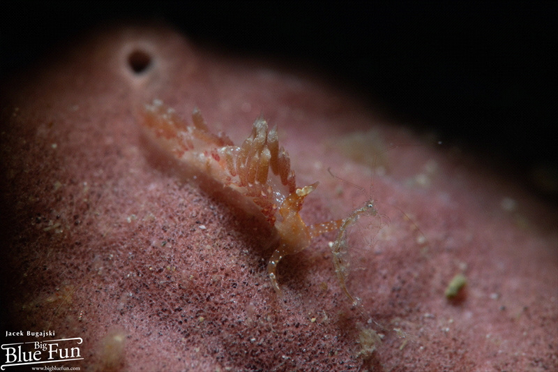 Duet - Micro Nudi dancing with Skeleton Shrimp by Jacek Bugajski 