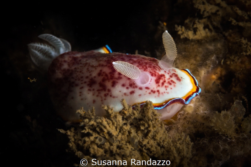 Chromodoris trimarginata_2023
(Canon60, 1/200,f18,iso200)) by Susanna Randazzo 