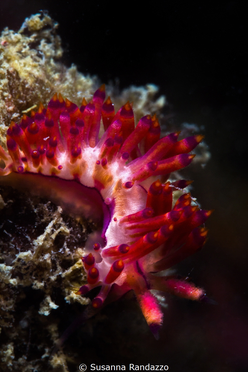 Coryphellina rubrolineata nudibranch_2023
(Canon60, 1/20... by Susanna Randazzo 