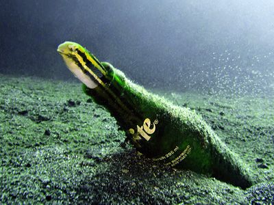 taken at Lembeh Strait, Indonesia by Heru Suryoko 