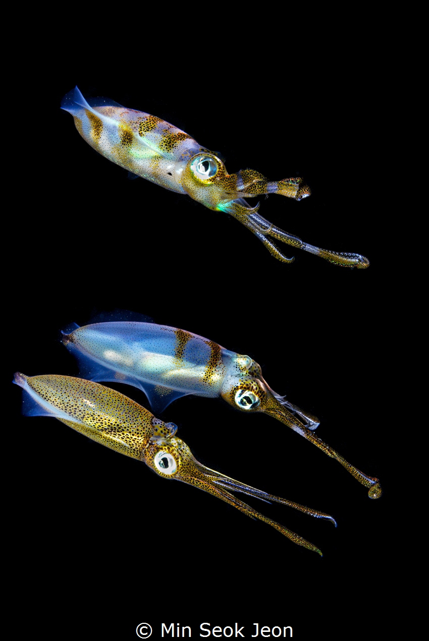3 Squid by Min Seok Jeon 