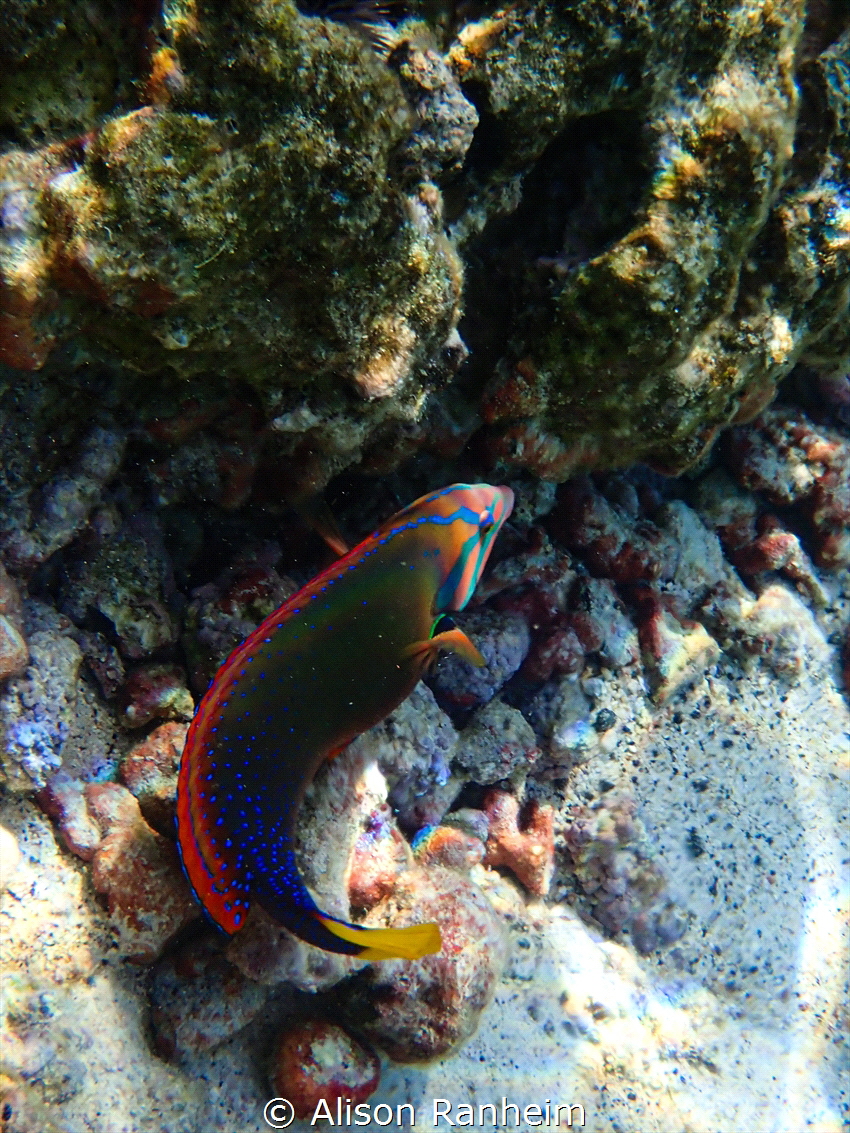 Big Island, HI by Alison Ranheim 
