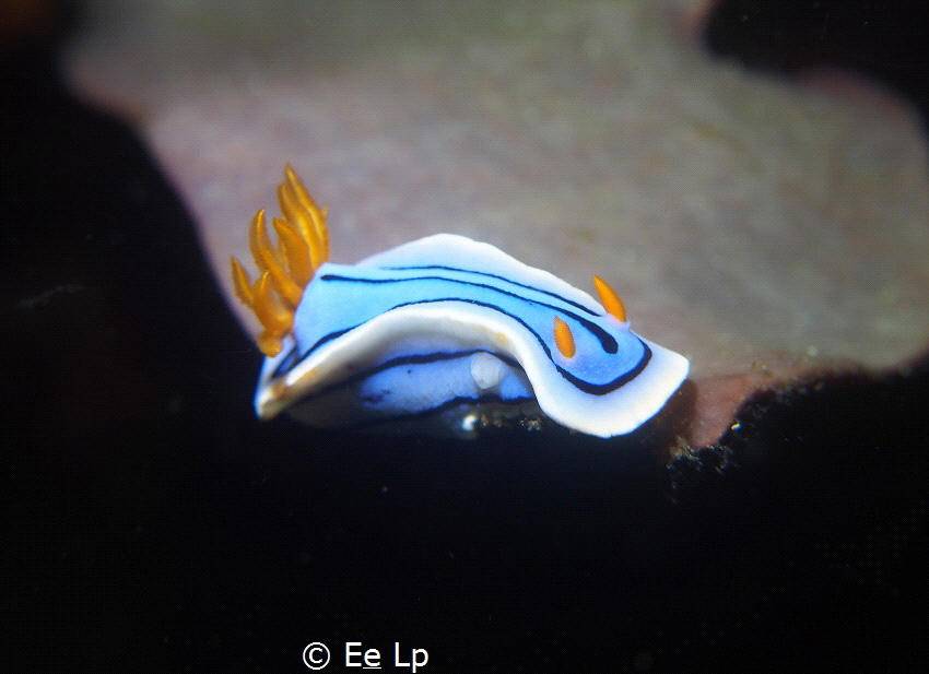 Chromodoris annae (f/8, 1/60, ISO-200, 34mm, UCL-165). - Els by E&e Lp 
