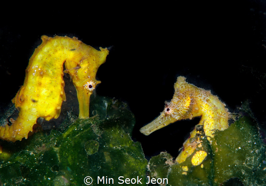 2 seahorses by Min Seok Jeon 