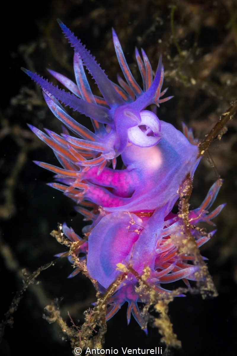 Photographers love nudis because although they can be sma... by Antonio Venturelli 