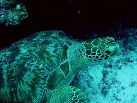 Turtle Taken with canon A95 and using the built in flash. by Adrian Newell 