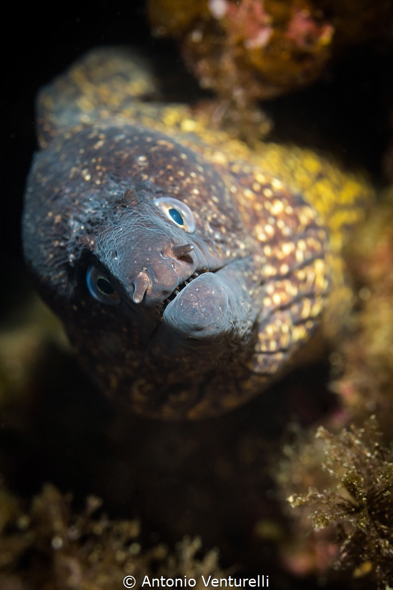 Mediterranean moray_Casteldaccia_Sicily-2021
(Canon60,1/... by Antonio Venturelli 