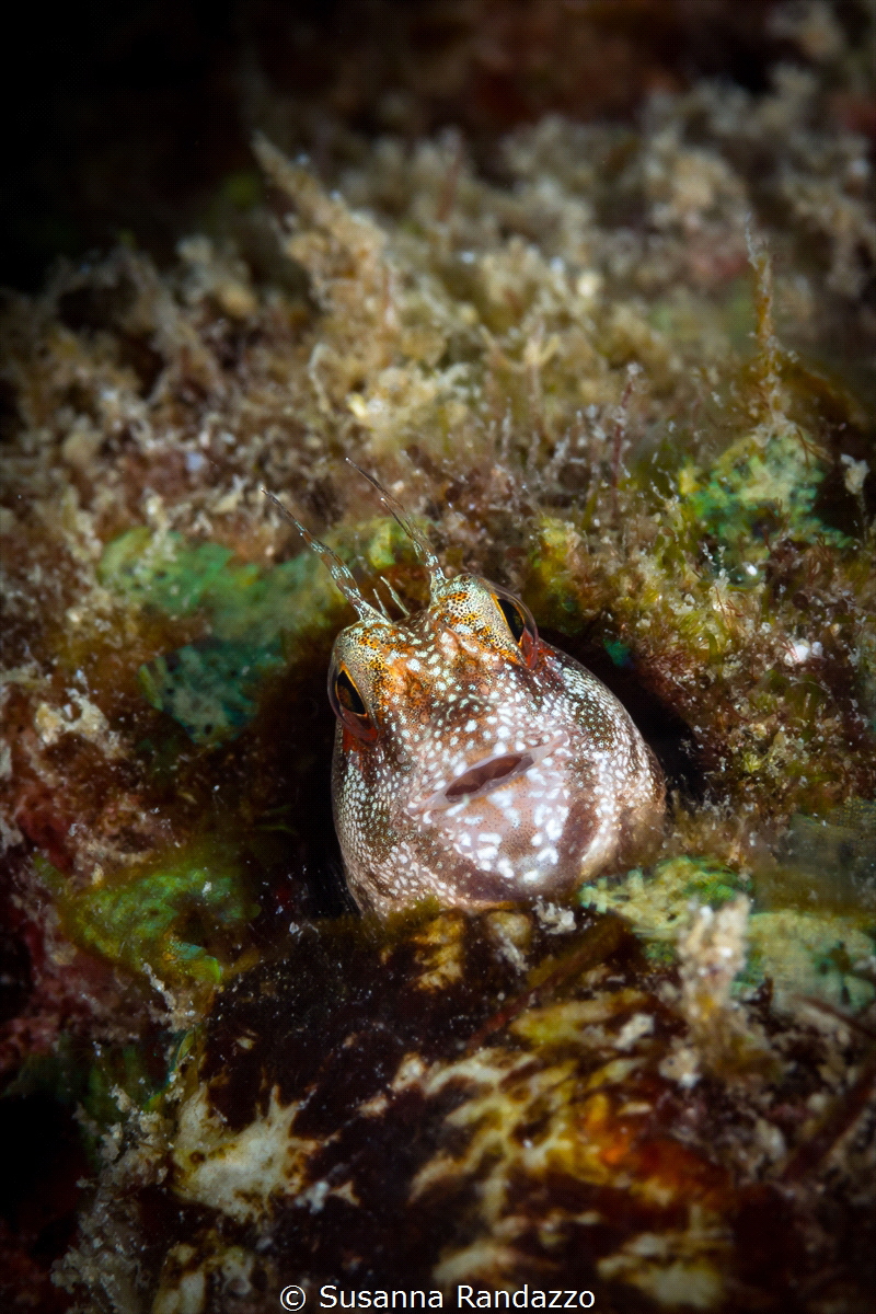 A curious and very colorful goby. Photo taken in Havelock... by Susanna Randazzo 