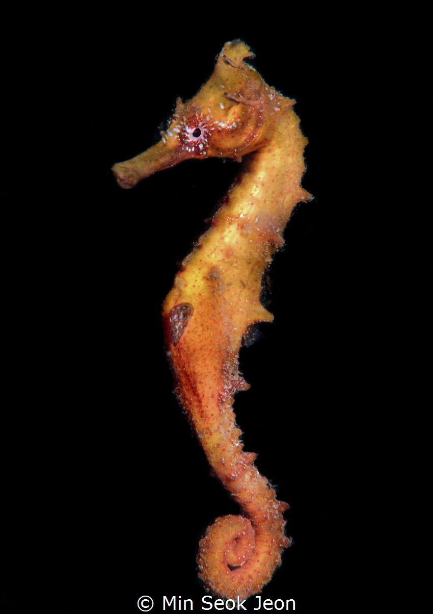 Seahorse by Min Seok Jeon 