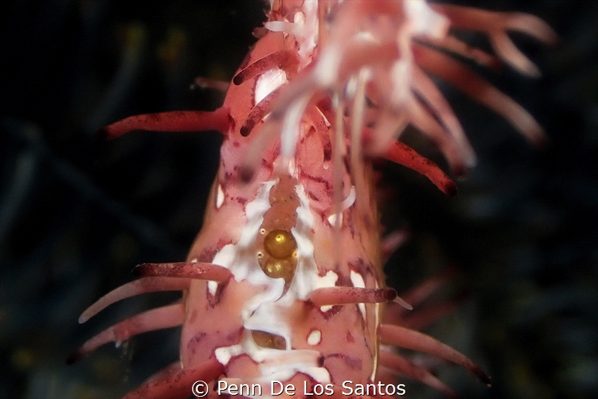 Ghost pipefish eggs in pouch by Penn De Los Santos 