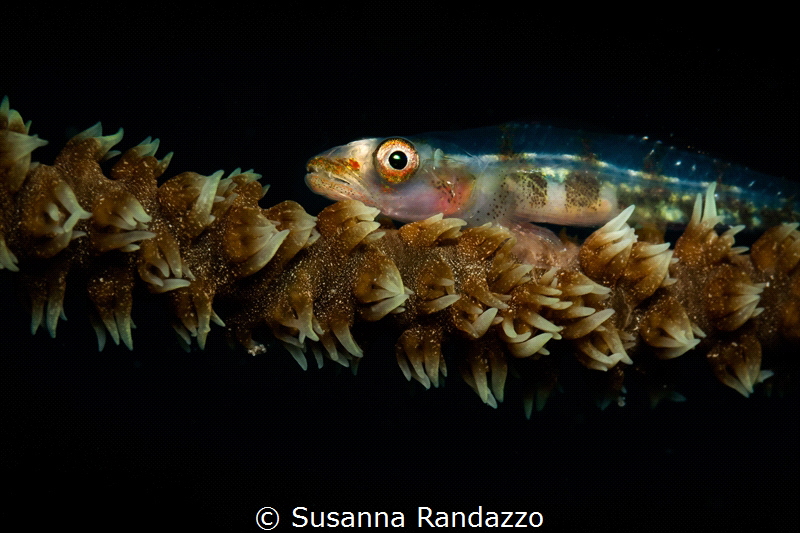 A tiny fish stays on a branch of corals. Photo taken at "... by Susanna Randazzo 