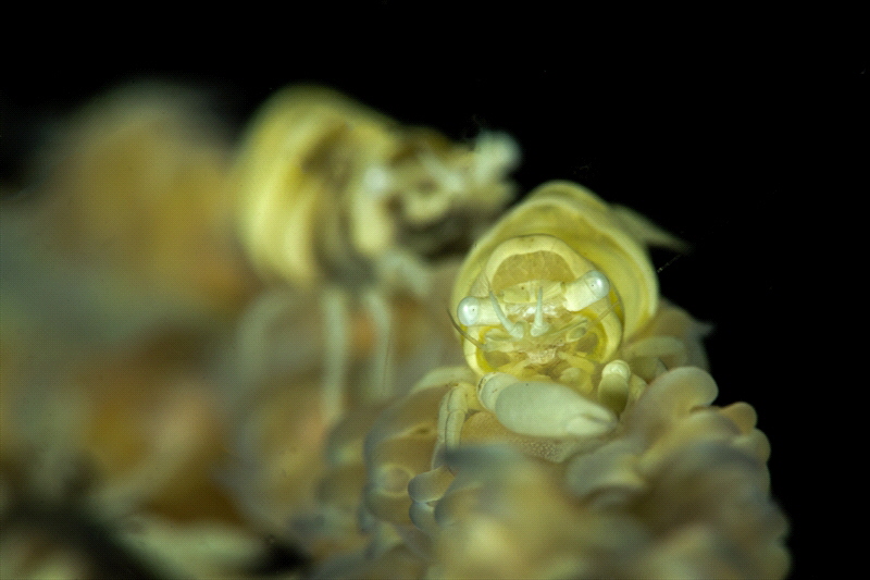 Anker's Whip Coral Shrimp

Pontonides ankeri by Jacek Bugajski 