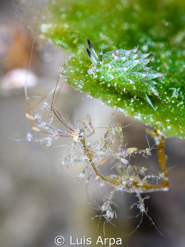 Costasiella kuroshimae and Caprella sp. with offspring. by Luis Arpa 
