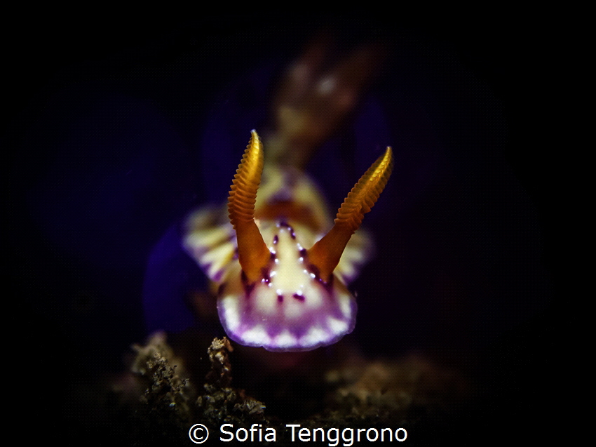 Hypselodoris Krakatoa by Sofia Tenggrono 