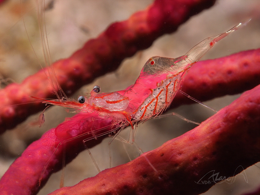 transparent by Marc Van Den Broeck 