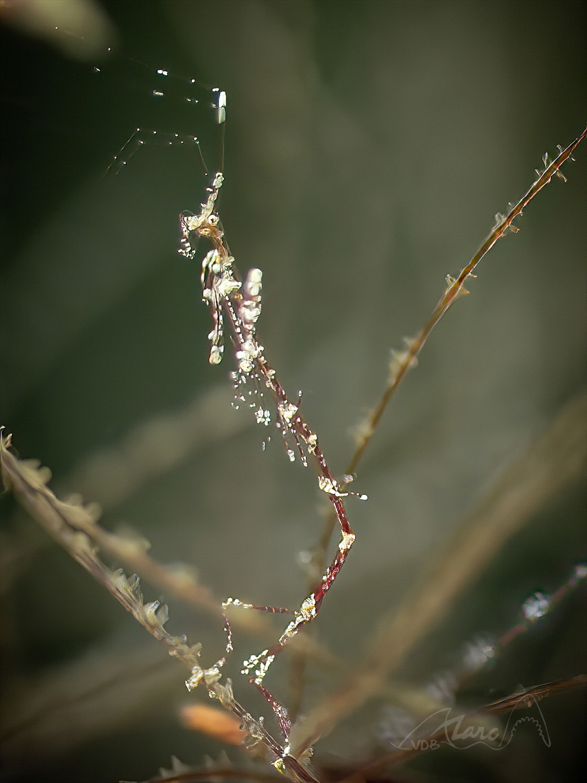 skelet by Marc Van Den Broeck 