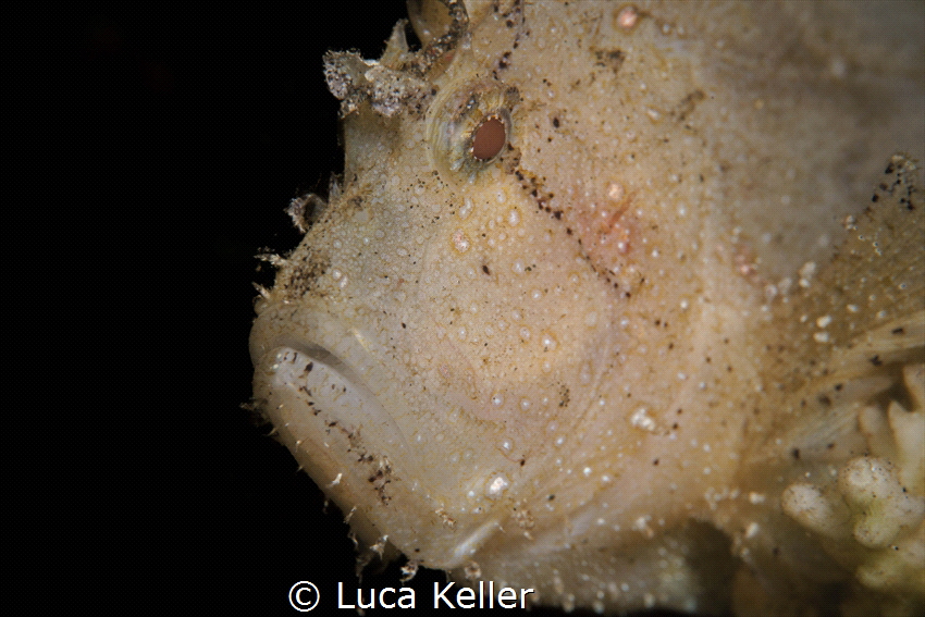 Golden Leaf Scorpionfish "Taenianotus triacanthus" by Luca Keller 