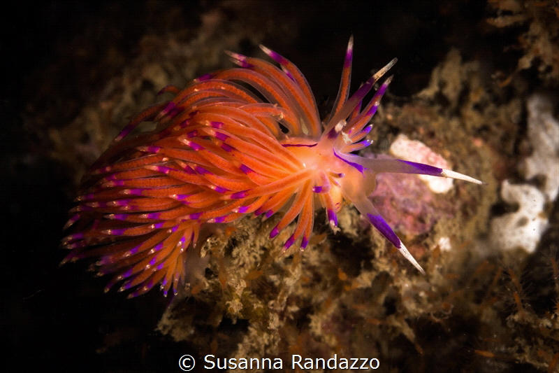 Red lined Flabellina_Goa_2023
(Canon60,1/200,f18,iso200) by Susanna Randazzo 