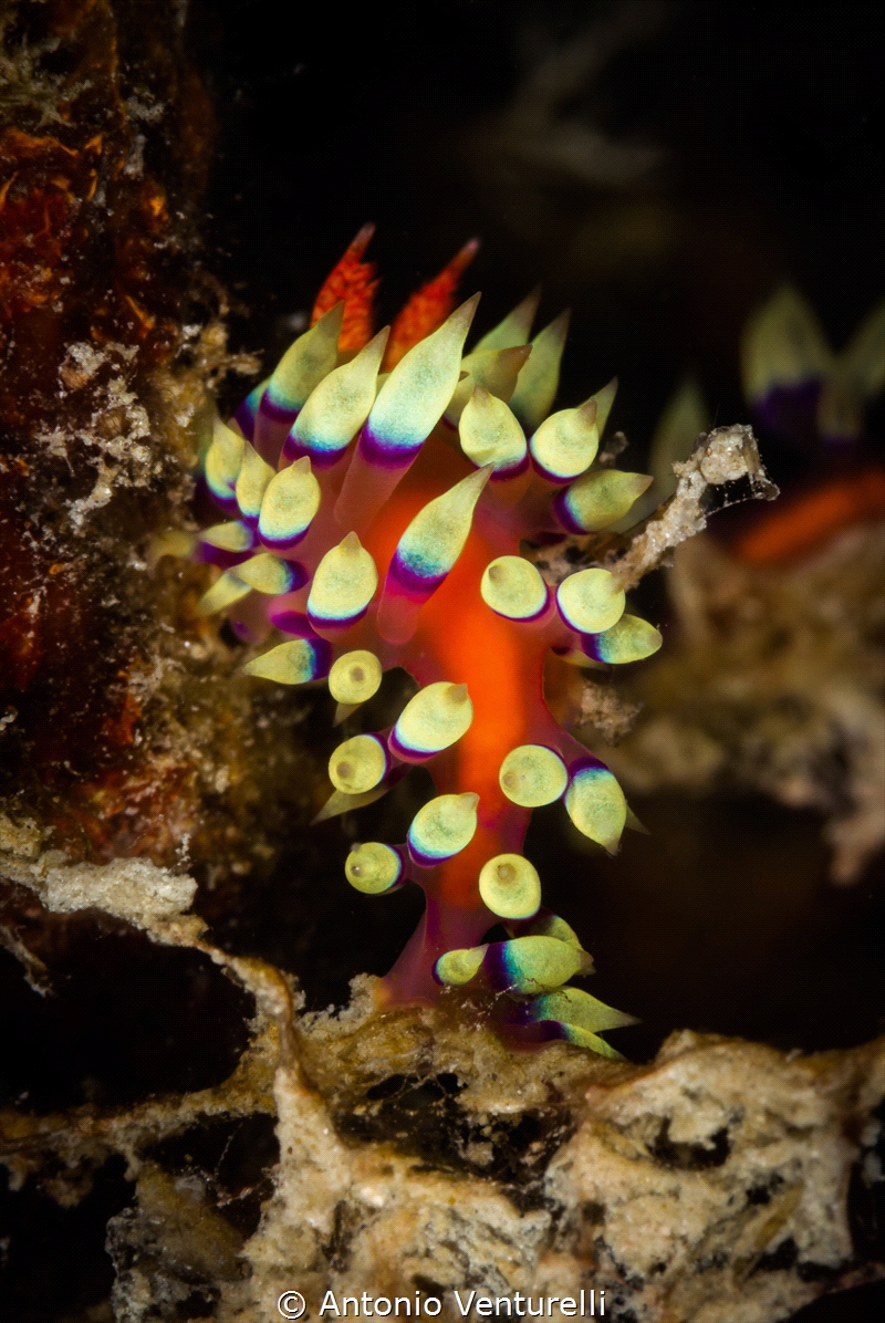 Coryphellina exoptata nudibranch_2023
(Canon100,1/250,f1... by Antonio Venturelli 