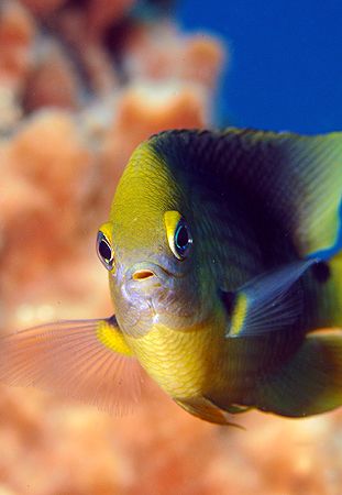 Roatan, Honduras. by Shawn Jackson 