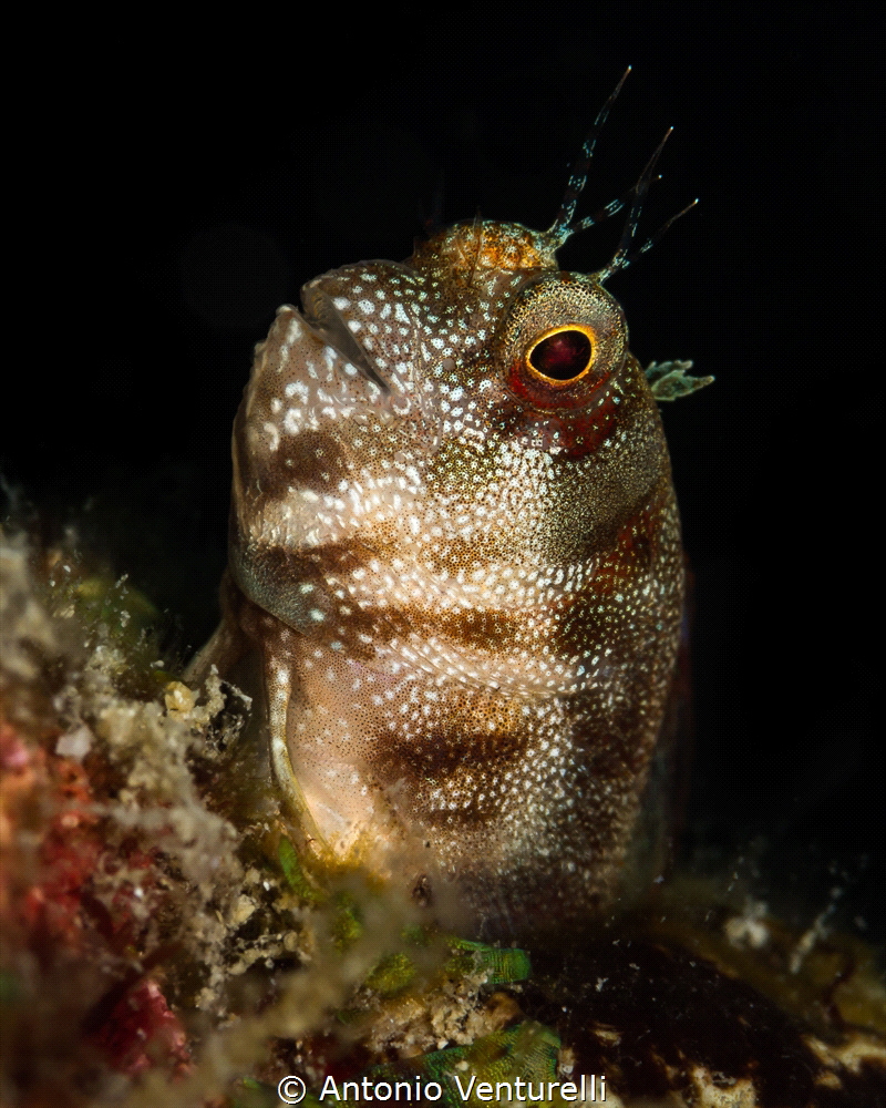 Coral blenny-Havelock Is. -Andamans_2023
(Canon100,1/200... by Antonio Venturelli 