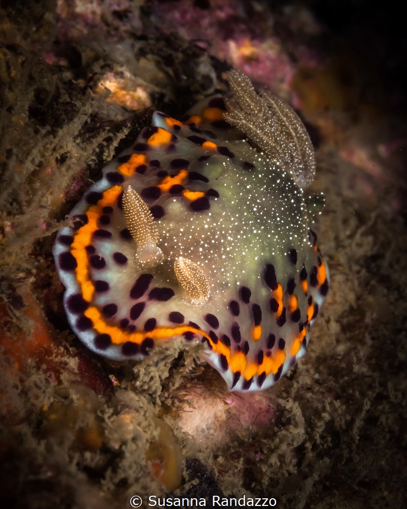 Chromodoris naiki nudibranch_2023
(Canon60, 1/200,f18,is... by Susanna Randazzo 