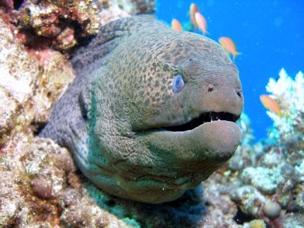 Giant moray taken at Sharksbay with Olympus SP350. by Anel Van Veelen 