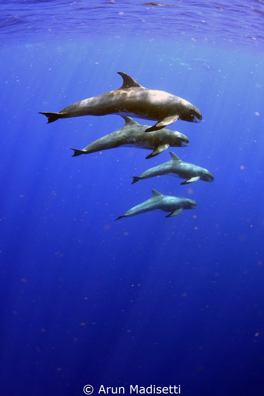 The pygmy killer whale  (feresa attenuata )is a poorly kn... by Arun Madisetti 