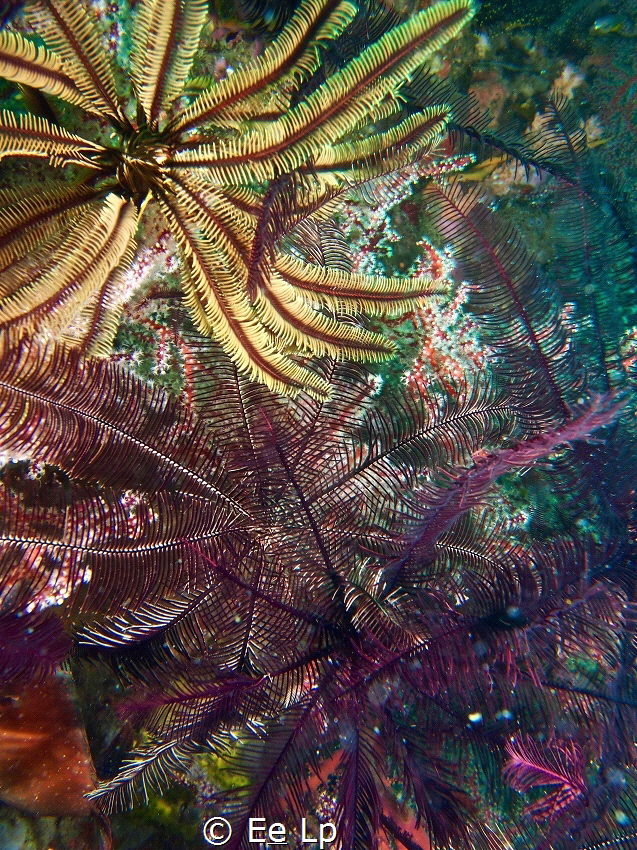 Rainforest ? (f/8, 1/30, ISO-200, 14mm). - Els by E&e Lp 