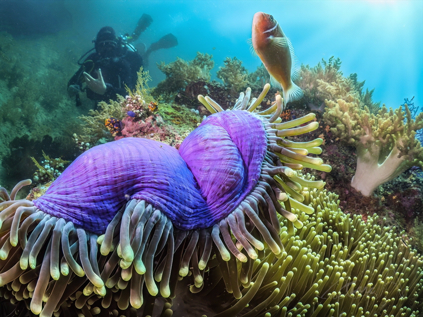 purple diver by Marc Van Den Broeck 