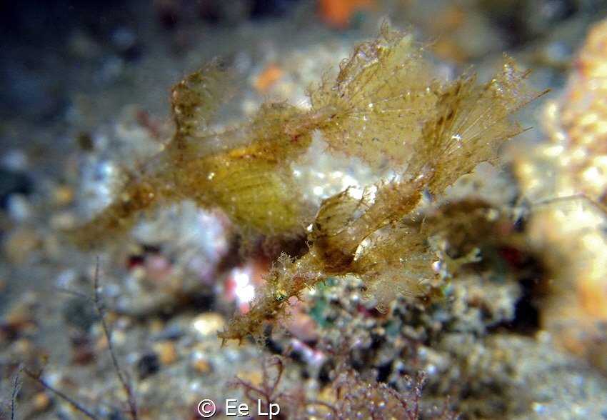 Solenostomus cyanoptherus (robust ghost pipefish). (f/4.5... by E&e Lp 